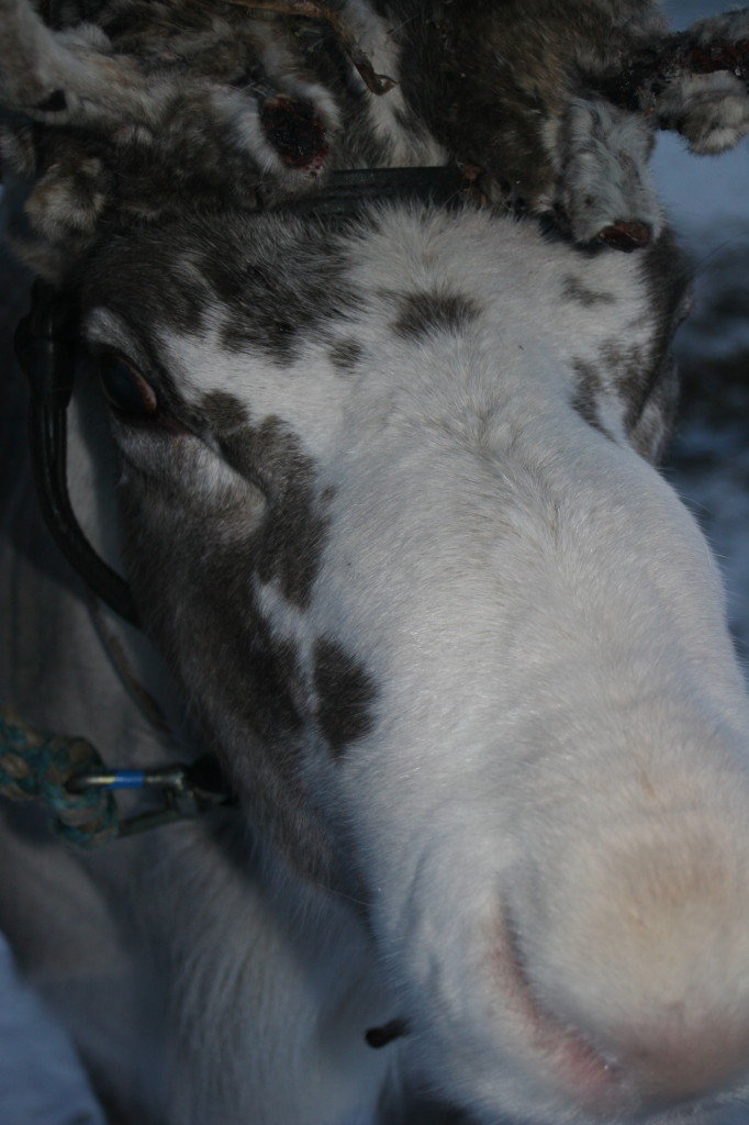 Reindeer in Lapland