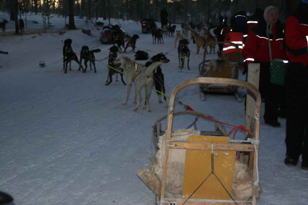 Husky dogs in Lapland
