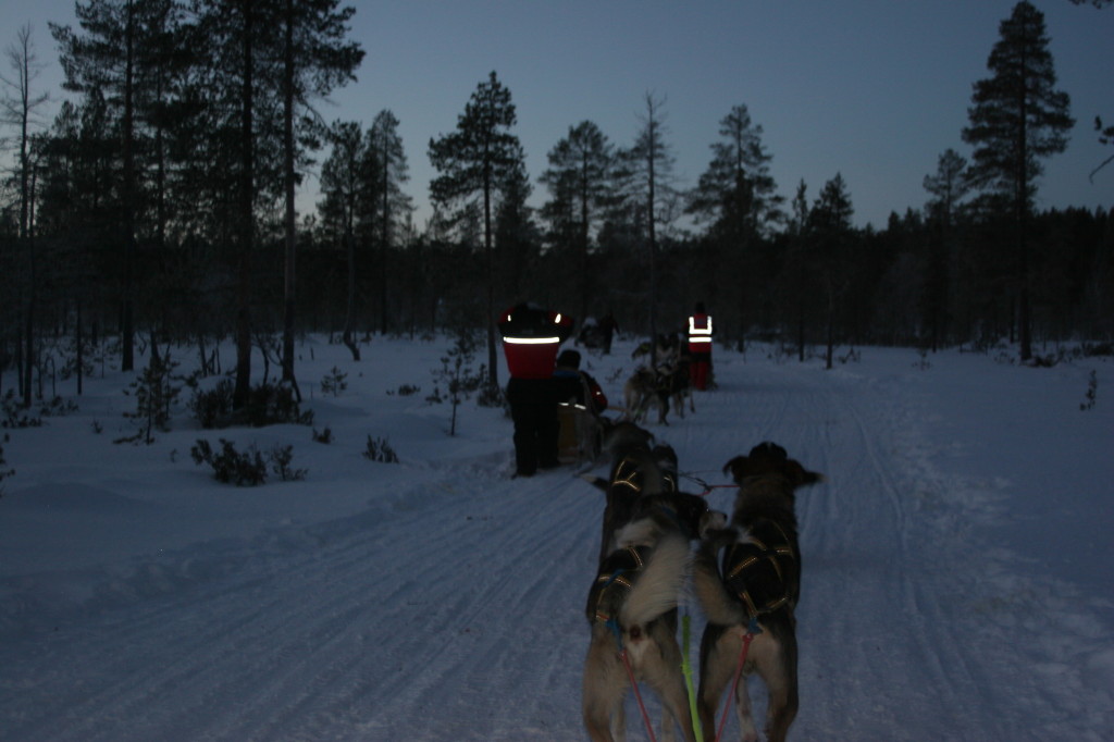 Husky dogs in Lapland