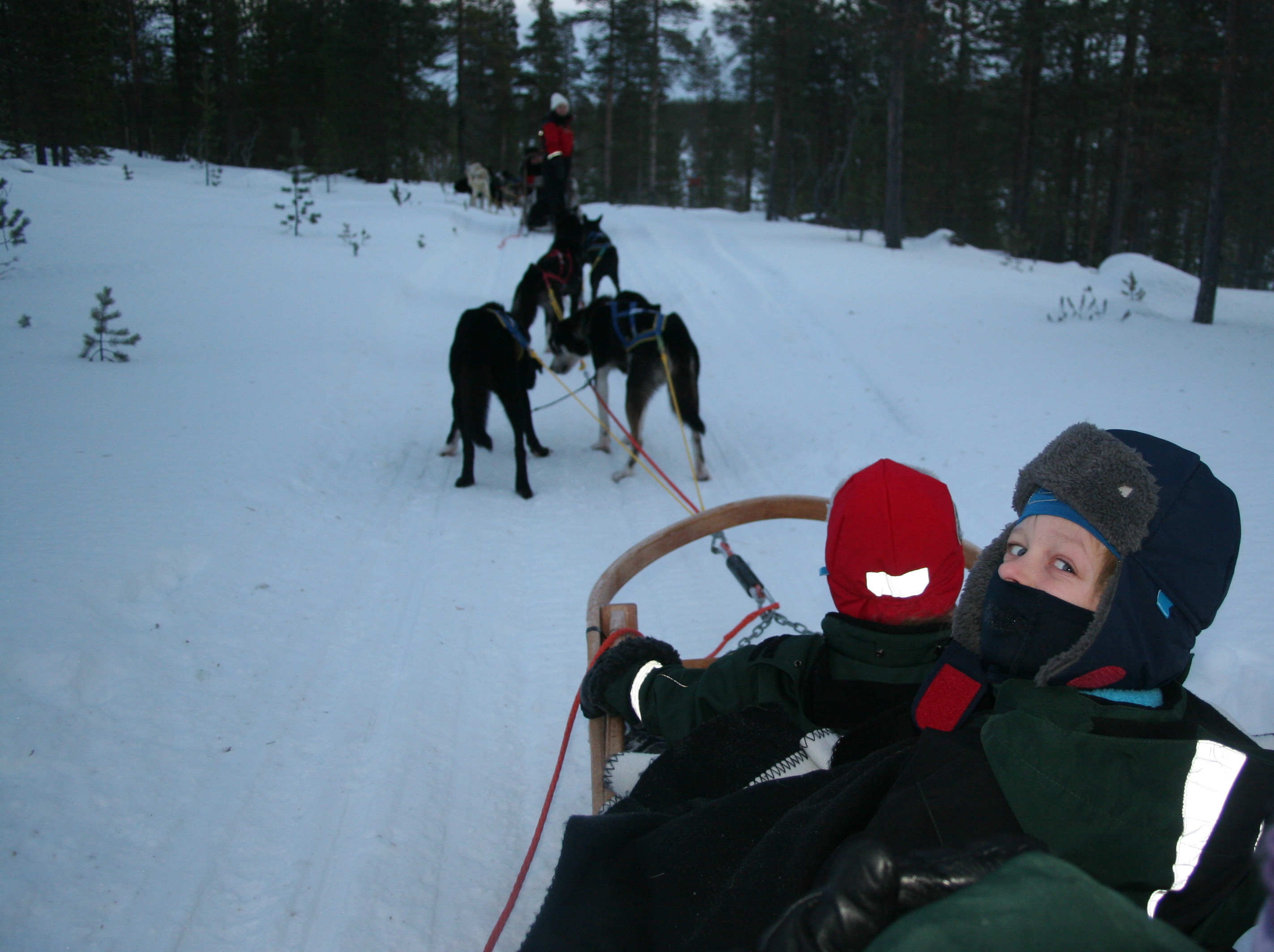 A husky dog safari in Saariselka, Lapland