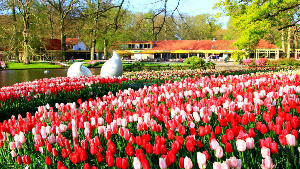 Tulips in Amsterdam
