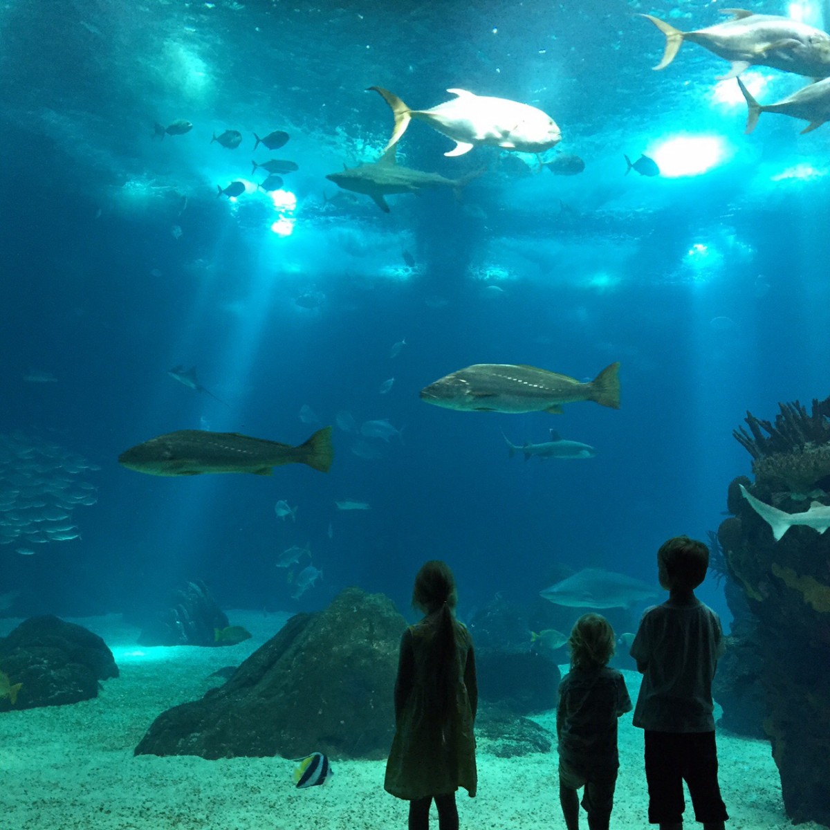 oceanário de Lisboa - Lisbon Aquarium - 3 days in Lisbon itinerary - copyright: www.globalmousetravels.com
