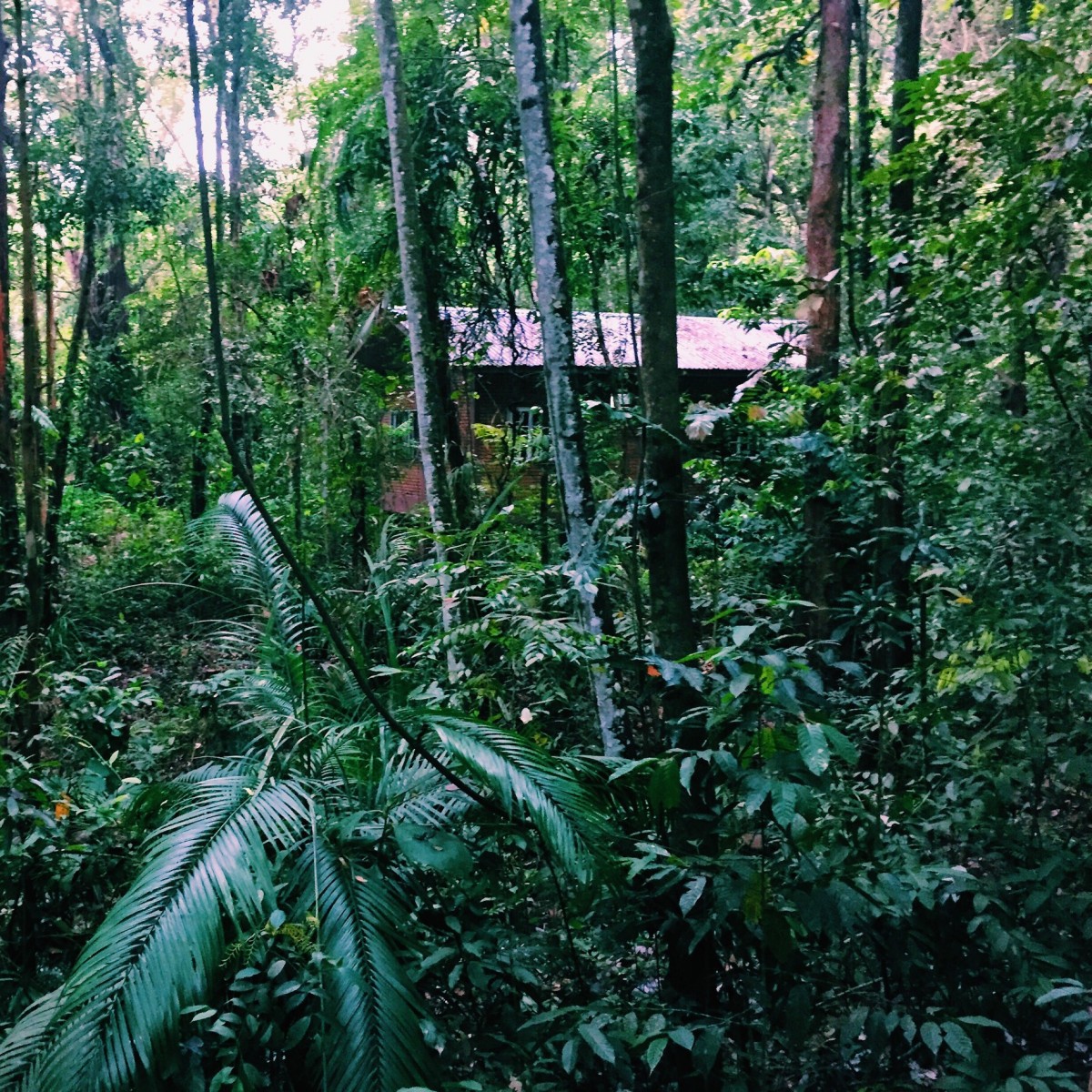 Permai rainforest resort, Borneo