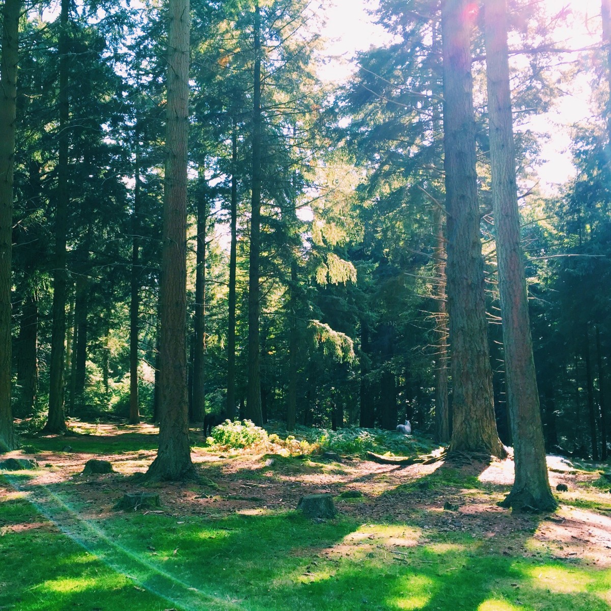 New Forest, Hampshire, England - copyright: www.globalmousetravels.com
