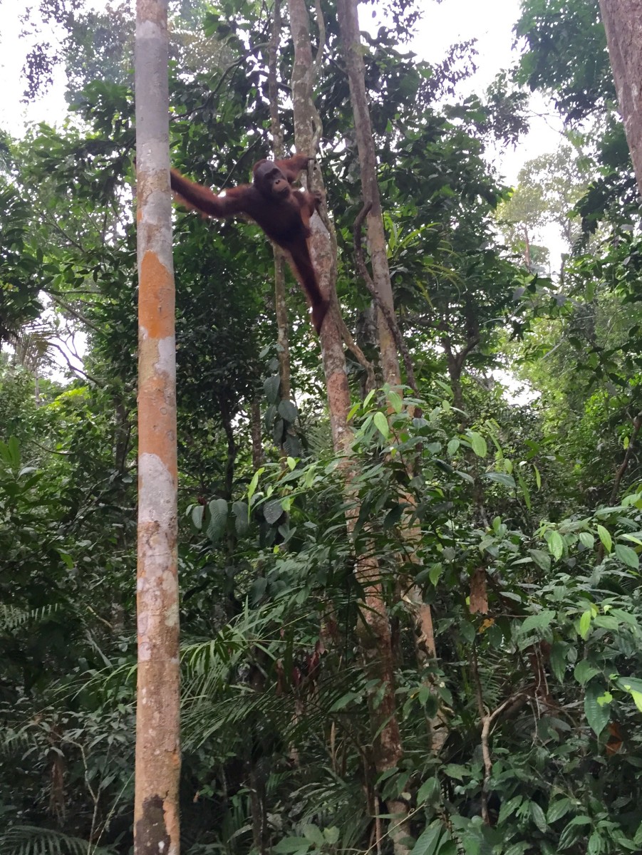 Meeting the orangutans of Borneo