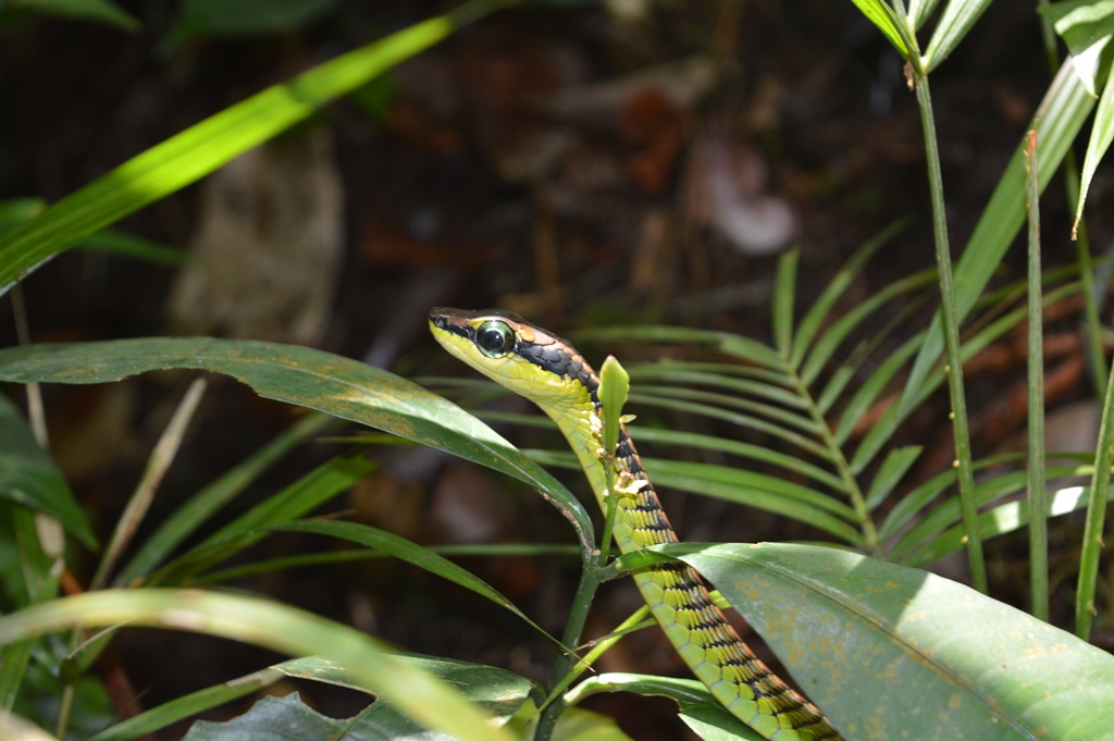 paradise snake