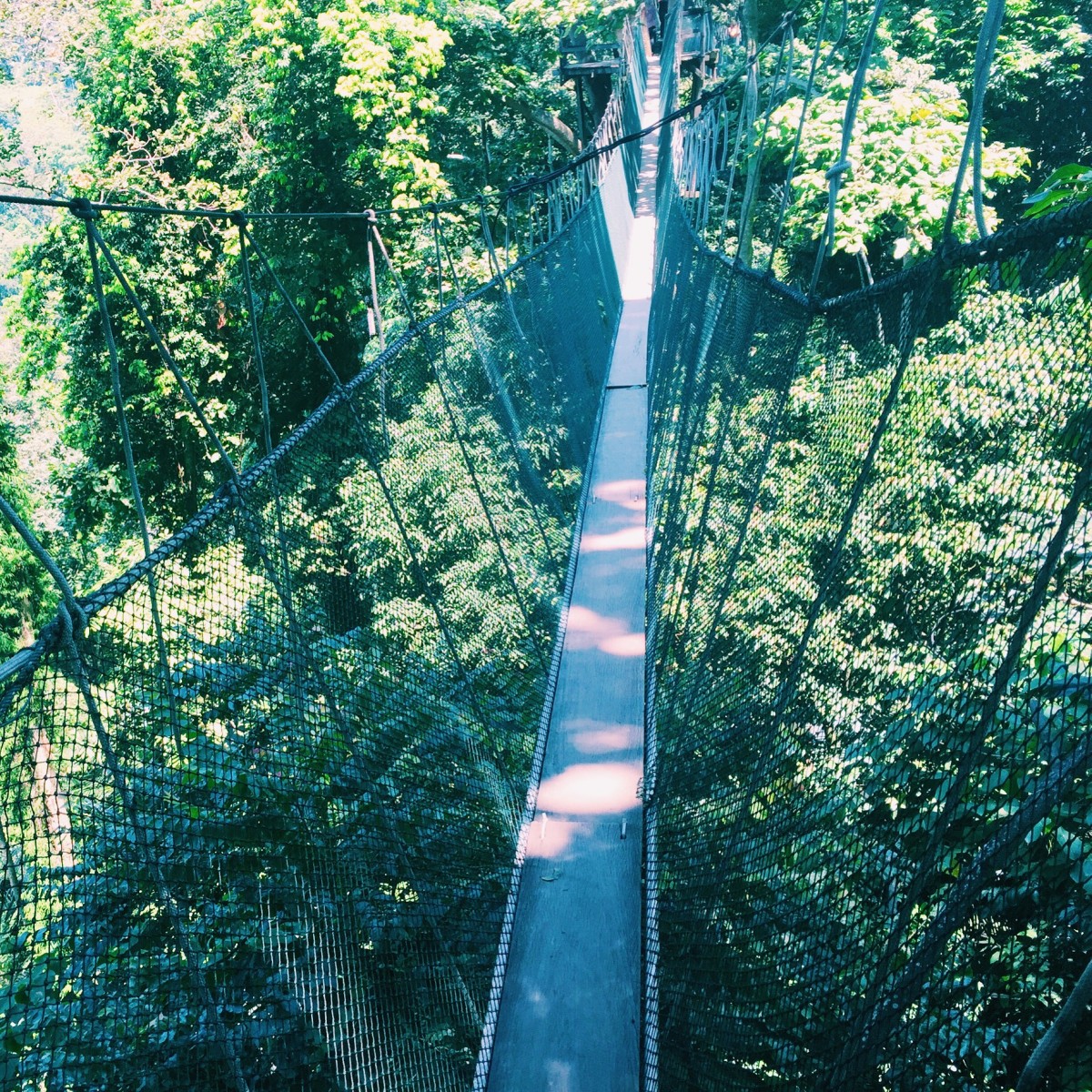 A terrifying jungle walk, Forest Research Institute, just outside of Kuala Lumpur, Malaysia