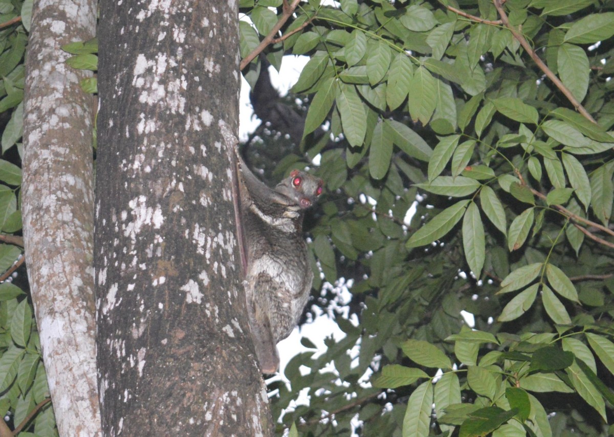 On the trail of a Colugo - a night time walk in Langkawi, Malaysia