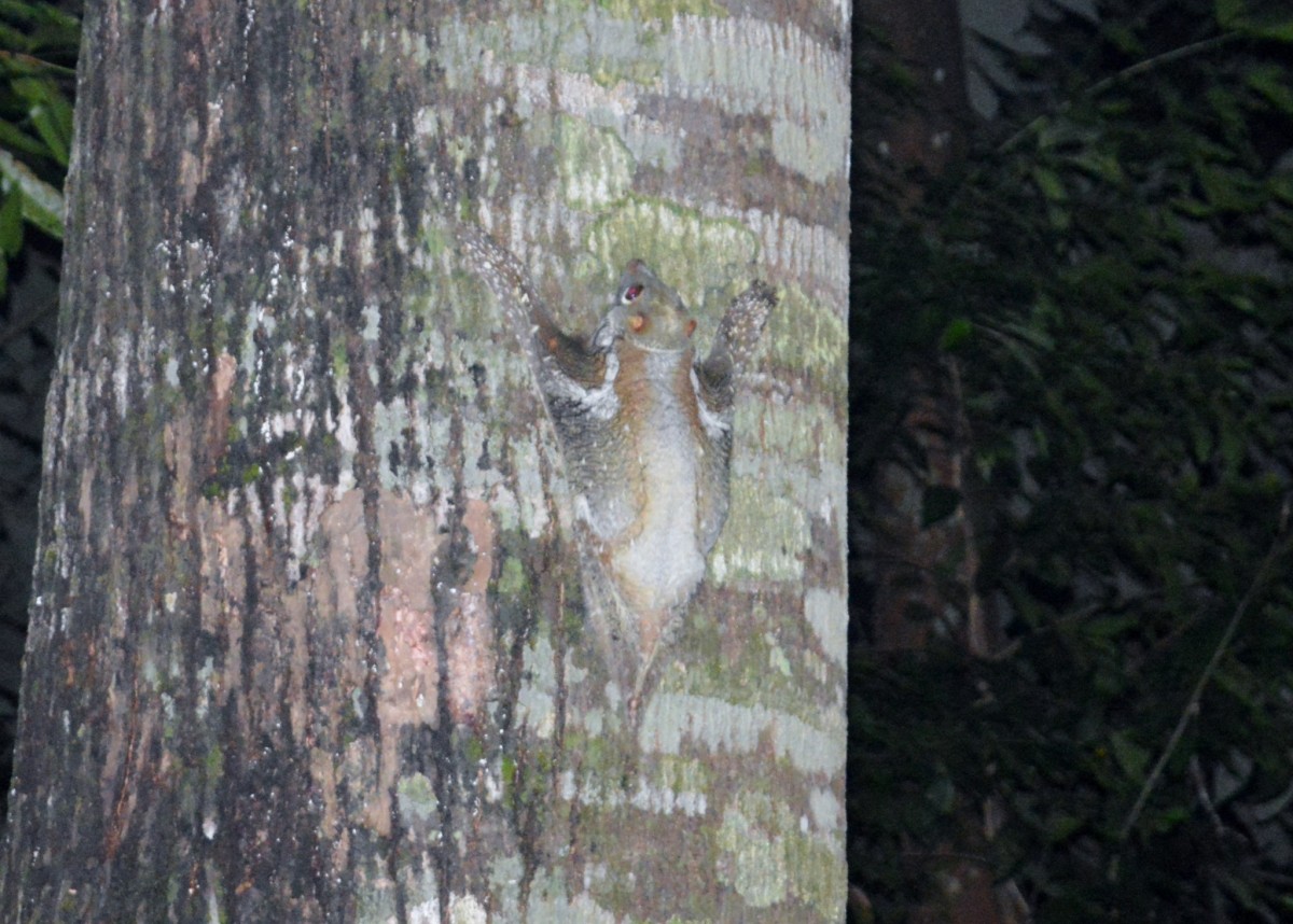 Climbing a tree