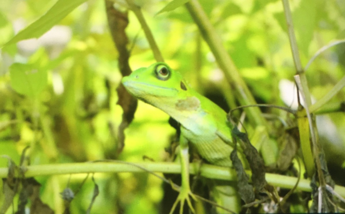 A day of adventure - trekking through the Borneo rainforest at the Bako National Park with kids