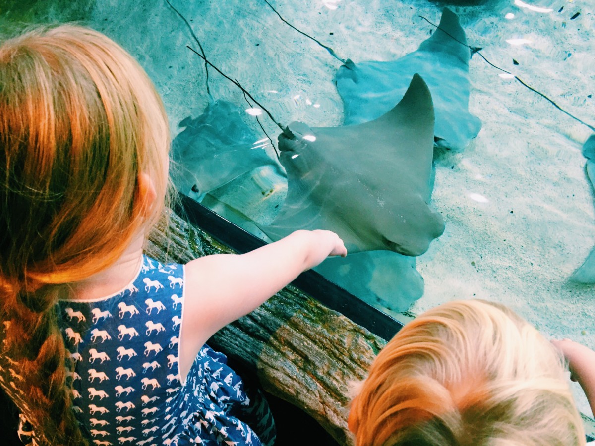 Meeting stringrays