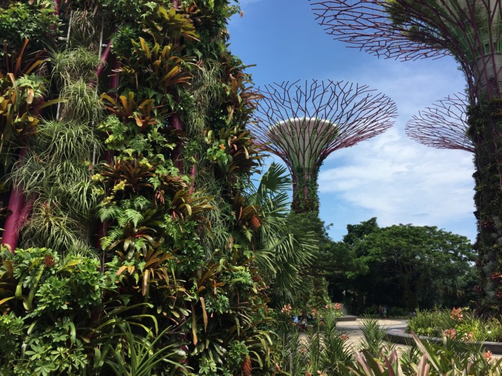 Supertree Grove -  - Singapore