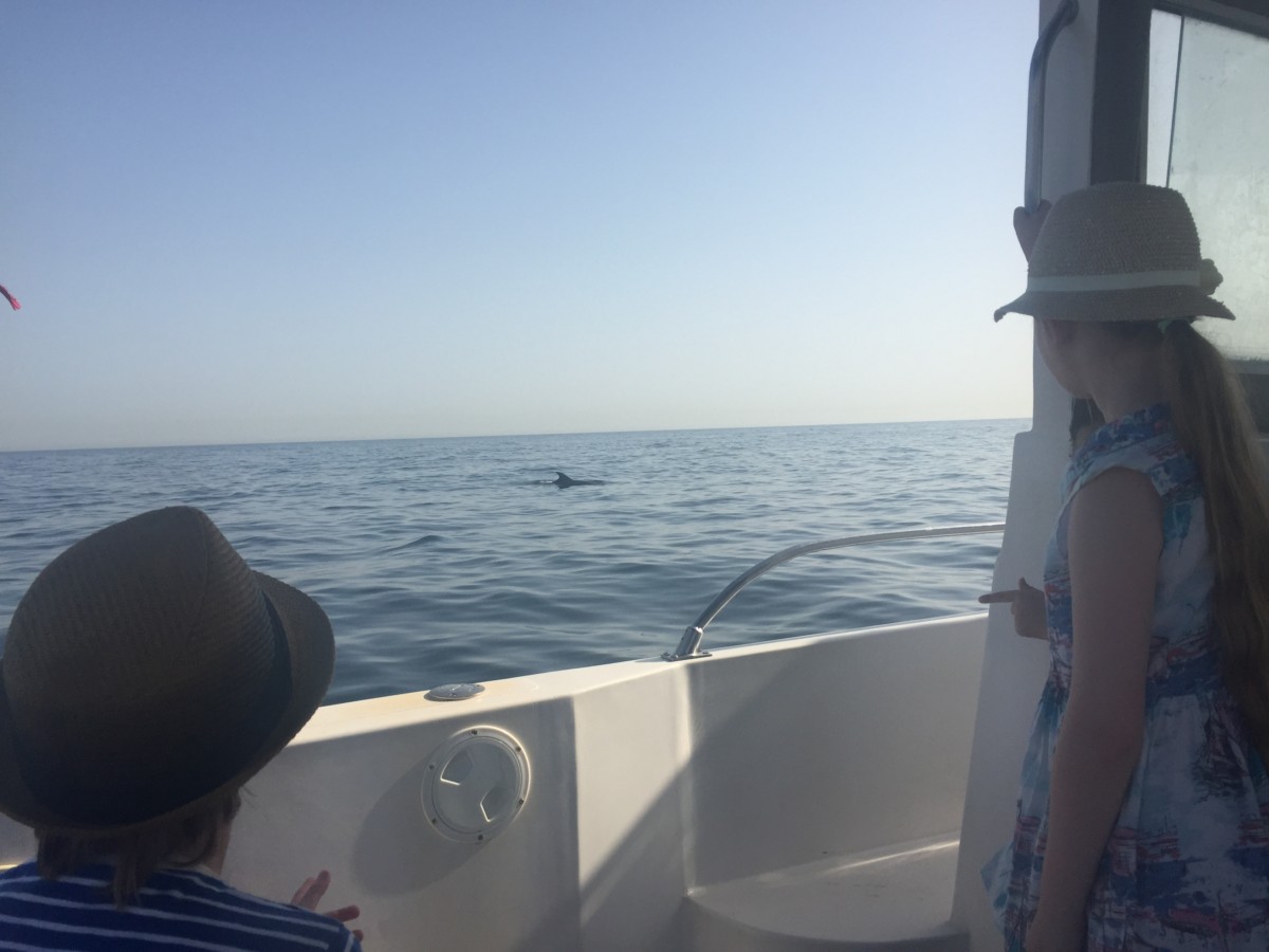 Watching wild dolphins