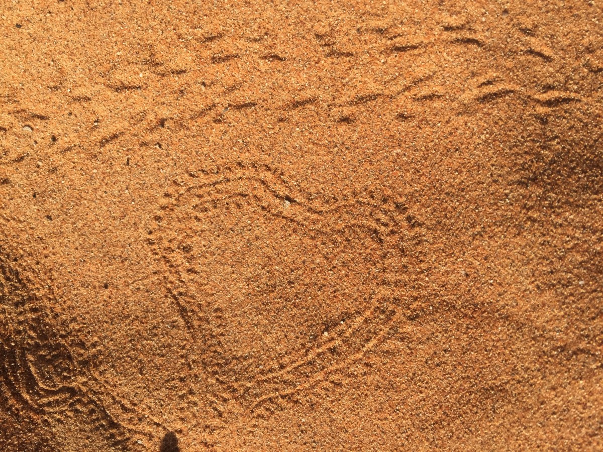 Insect trails