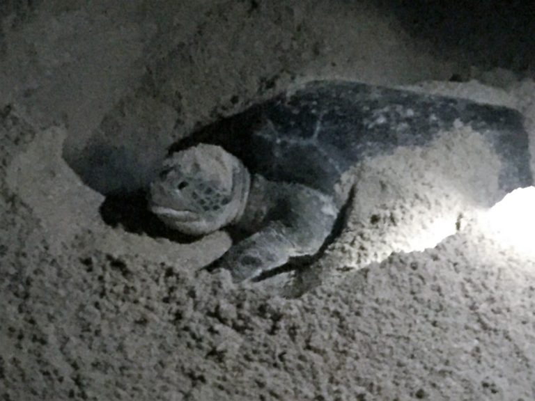 Seeing endangered Green Turtles in Oman and staying at the Ras al Jinz Turtle reserve - copyright: www.globalmousetravels.com