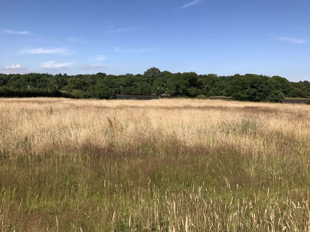 New Forest fields
