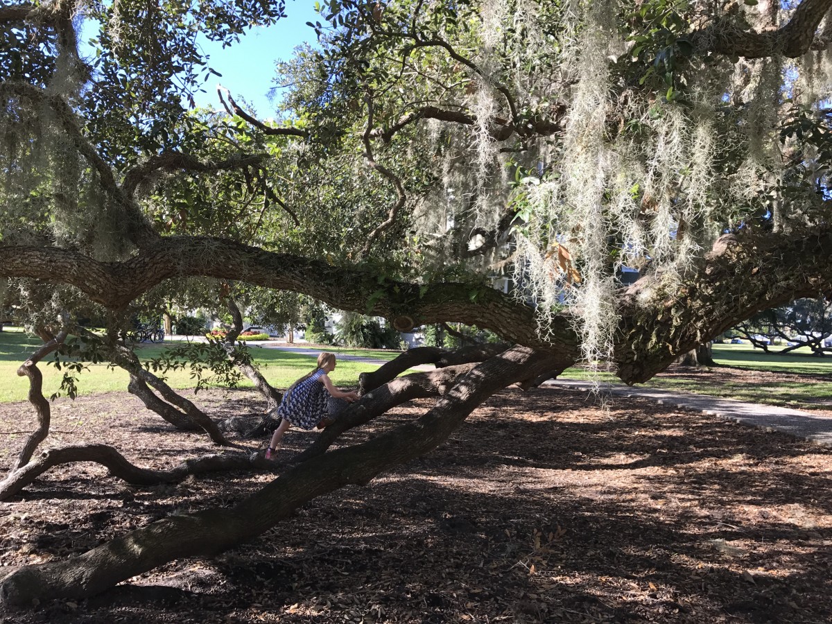 Tree climbing
