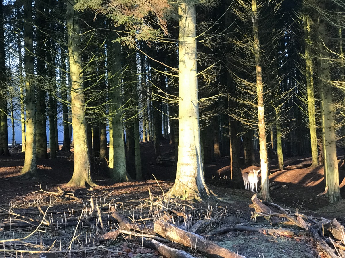 Deer at Dean Castle, Kilmarnock - Top 10 things to do in Ayrshire with kids