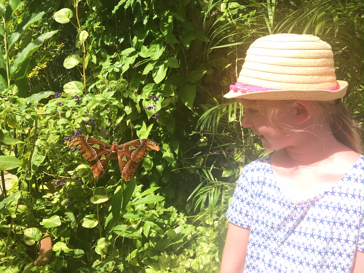 Aruba's most colourful day trip - the Butterfly Farm Aruba, Palm Beach - copyright: www.globalmousetravels.com