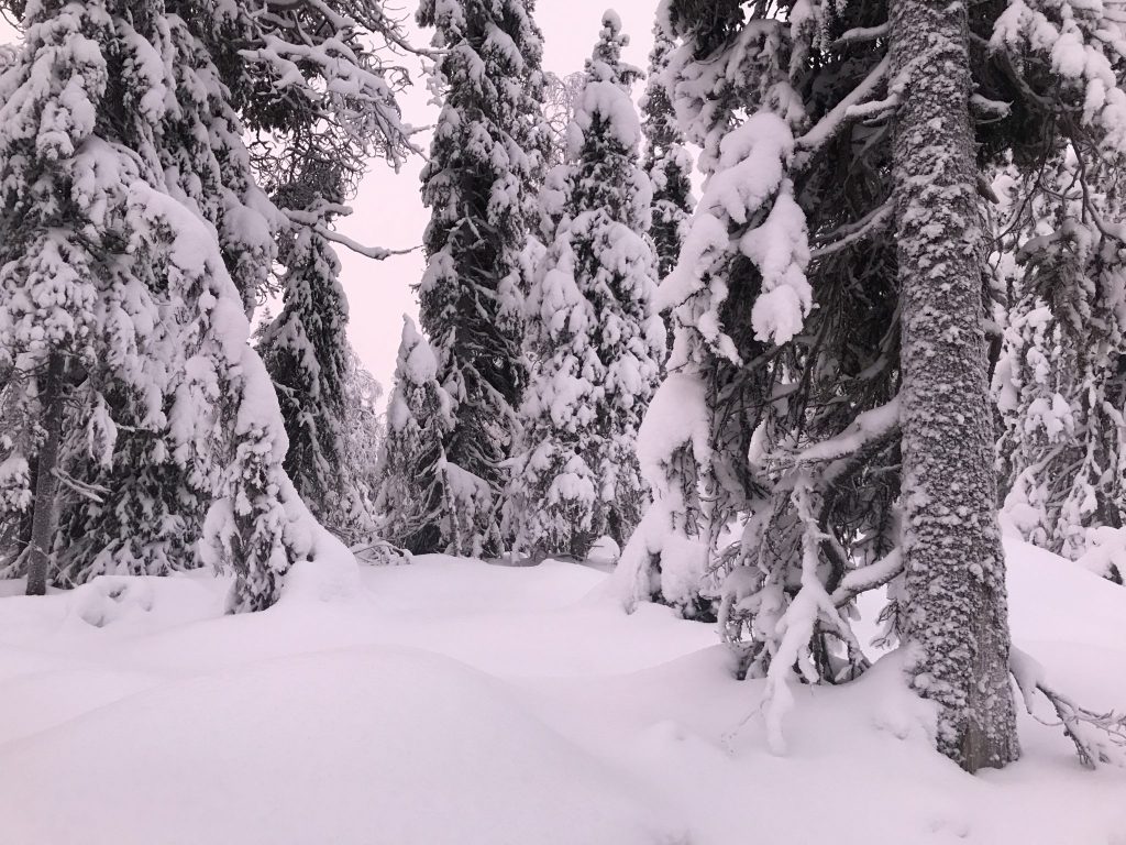 A magical adventure with husky dogs and reindeer at Lammintupa in Lapland
