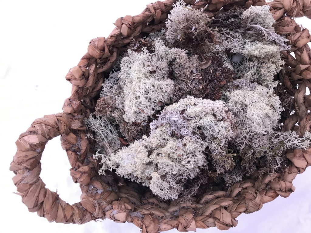Lichen