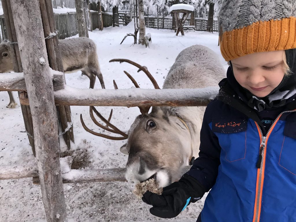 Feeding reindeer