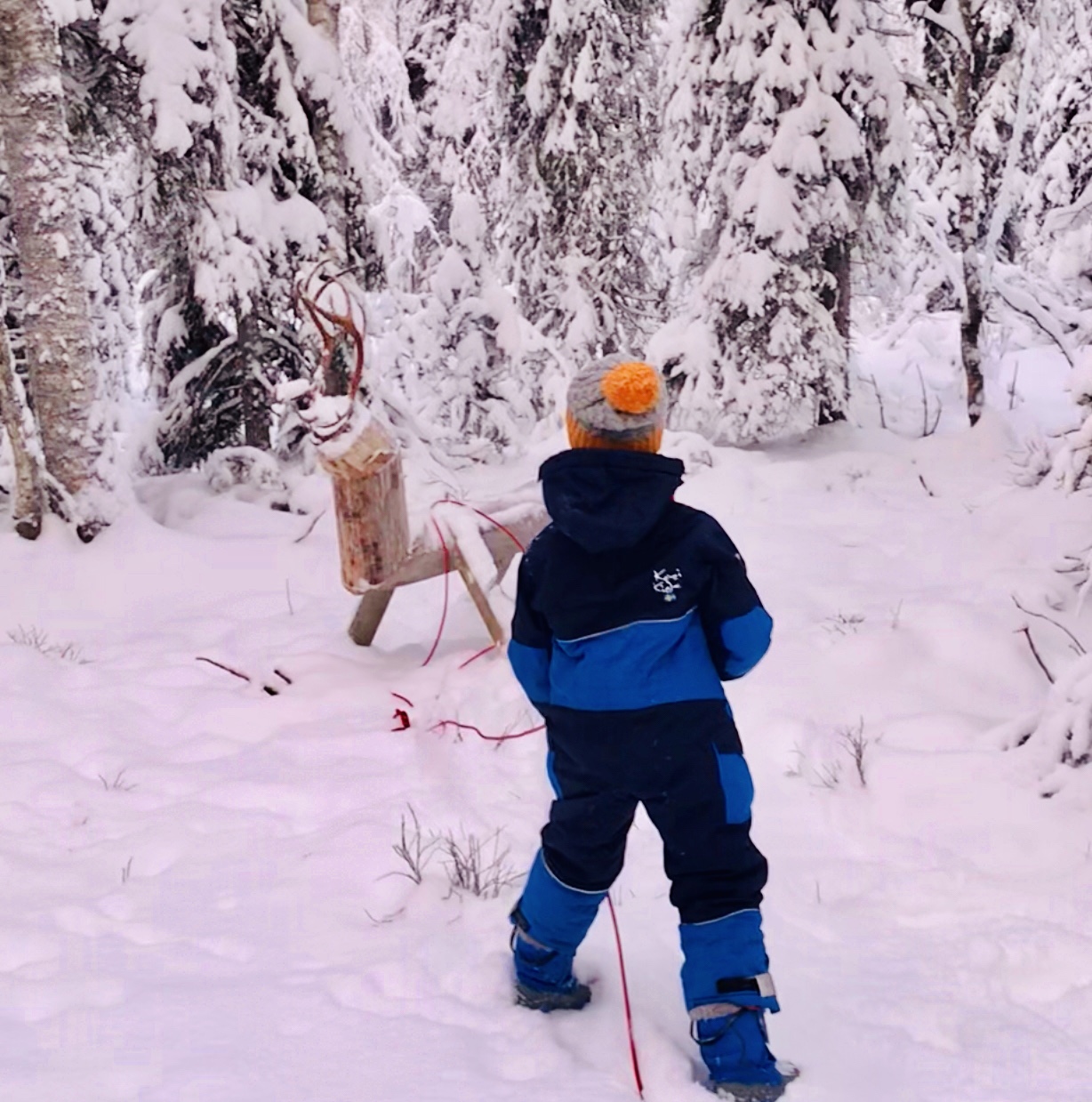 Trying to lassoo a reindeer