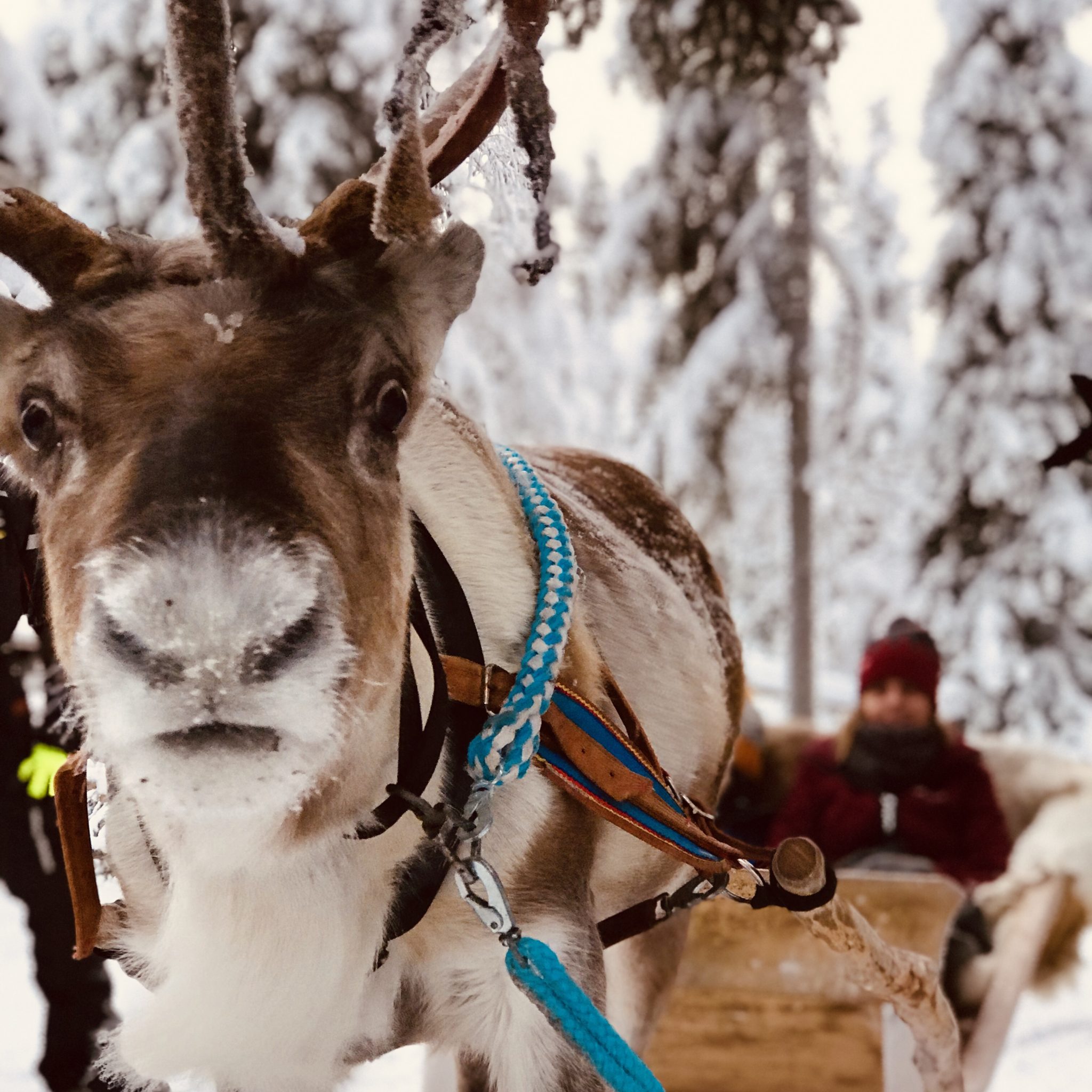 Reindeer
