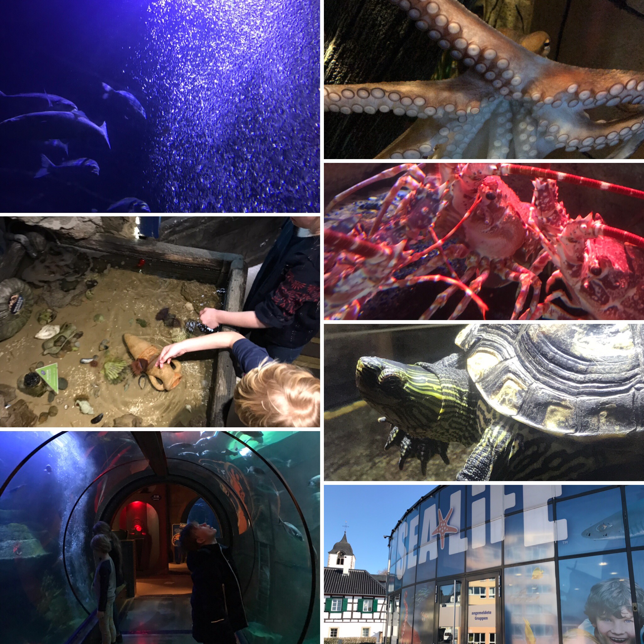 Sealife Konigswinter