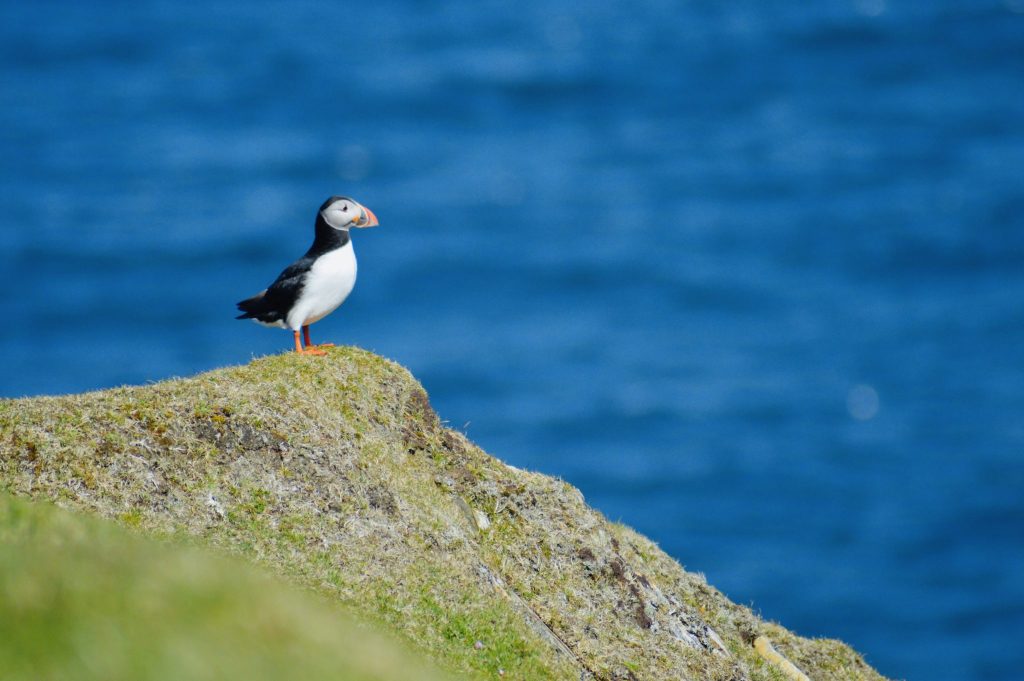 Puffin on Shetland - A family adventure in Shetland