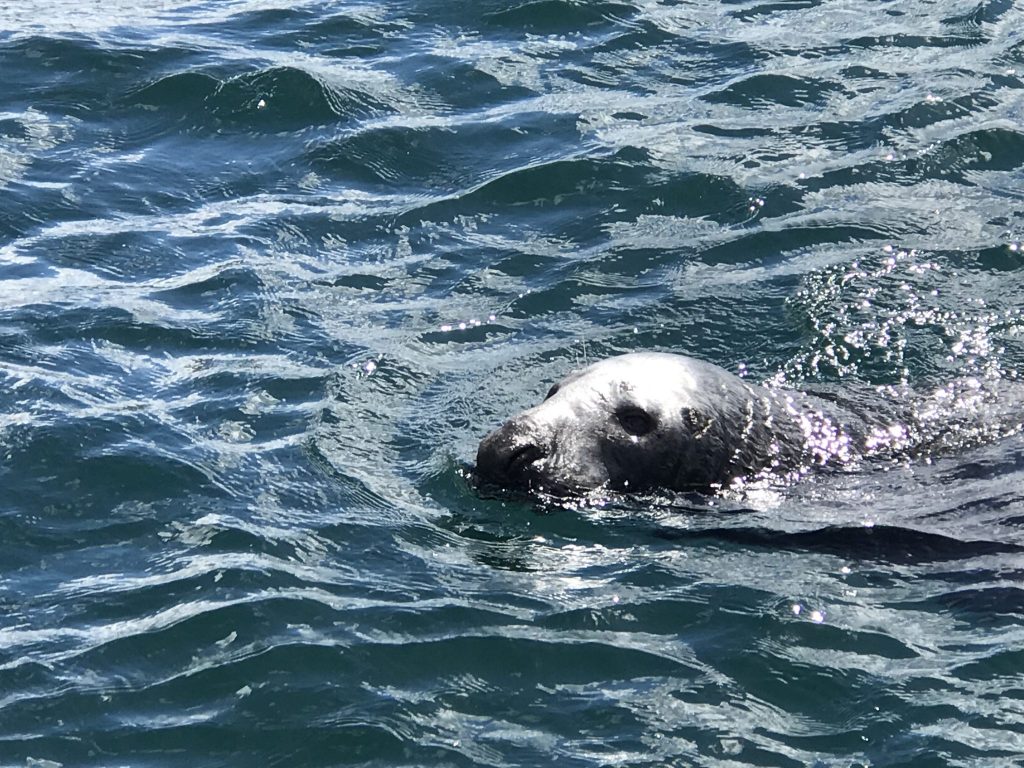 Grey seal, off Noss, Shetland