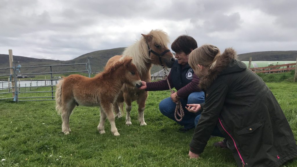 Shetland Ponies