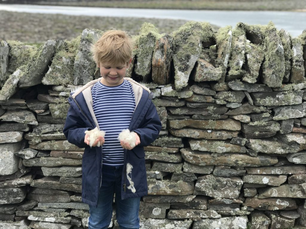 Collecting wool on Mousa, Shetland