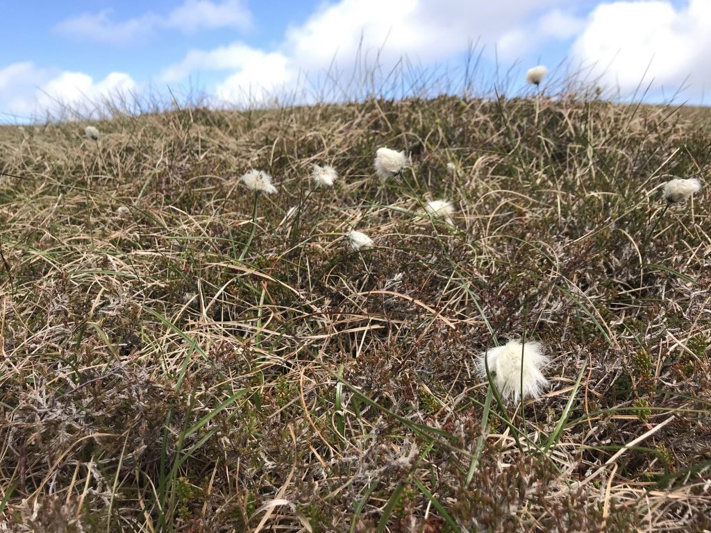 Plants, Hermaness National Nature Reserve, Shetland