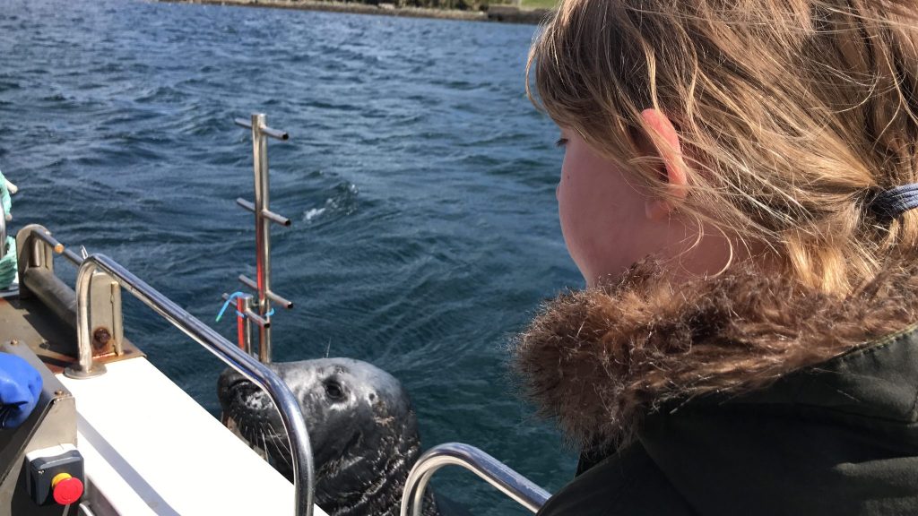 A seal joined our boat on a trip to Noss, Shetland - A family adventure in Shetland