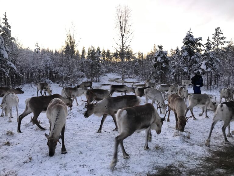 Reindeer experience in Lapland - Porohaka Reindeer Farm Rovaniemi