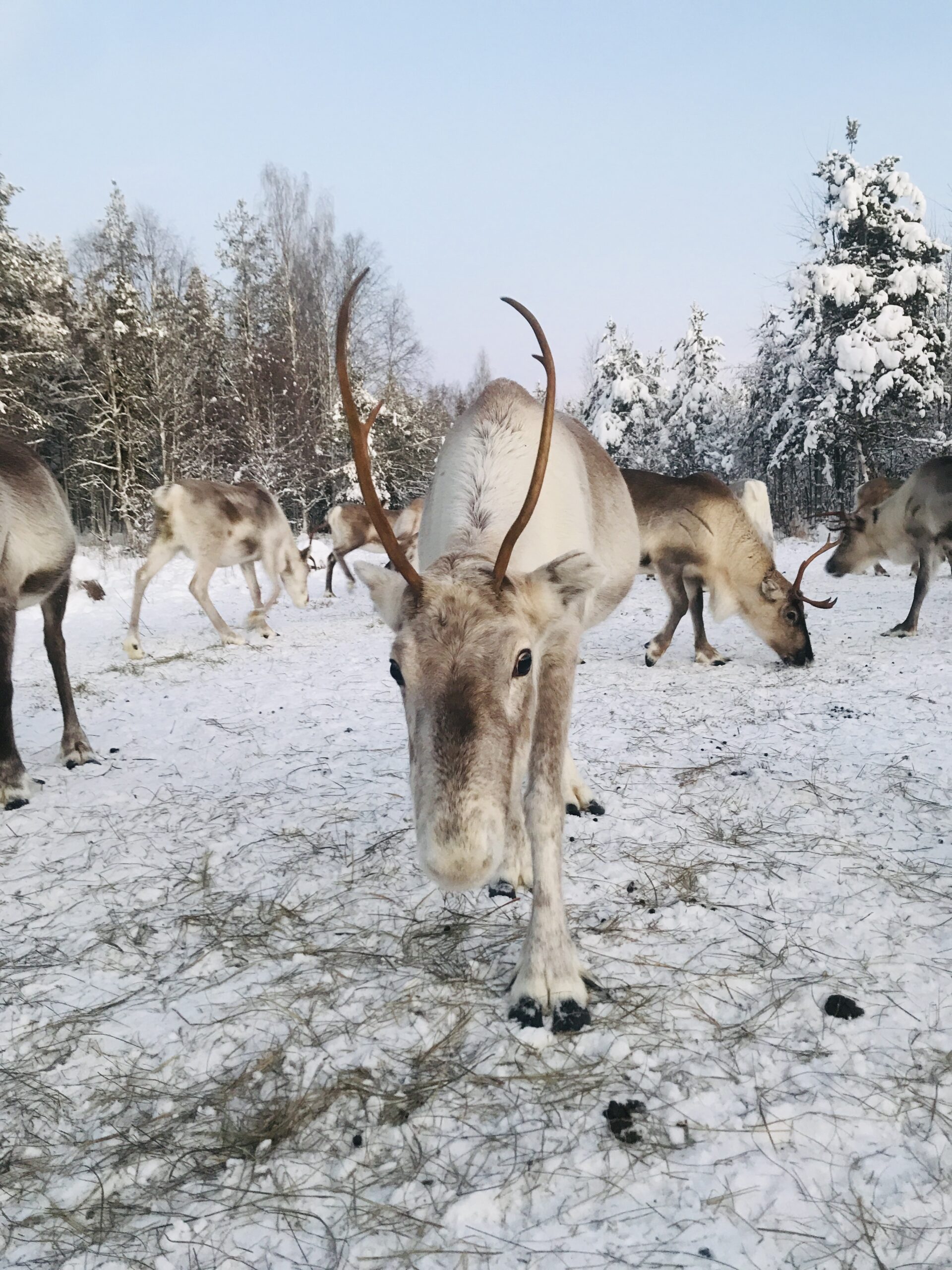 Porohaka Reindeer Farm Rovaniemi Lapland, Finland - things to do in Lapland