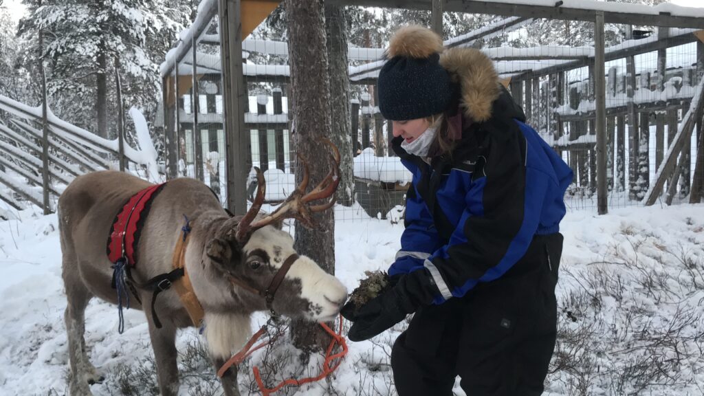 Reindeer experience in Lapland - Porohaka Reindeer Farm Rovaniemi