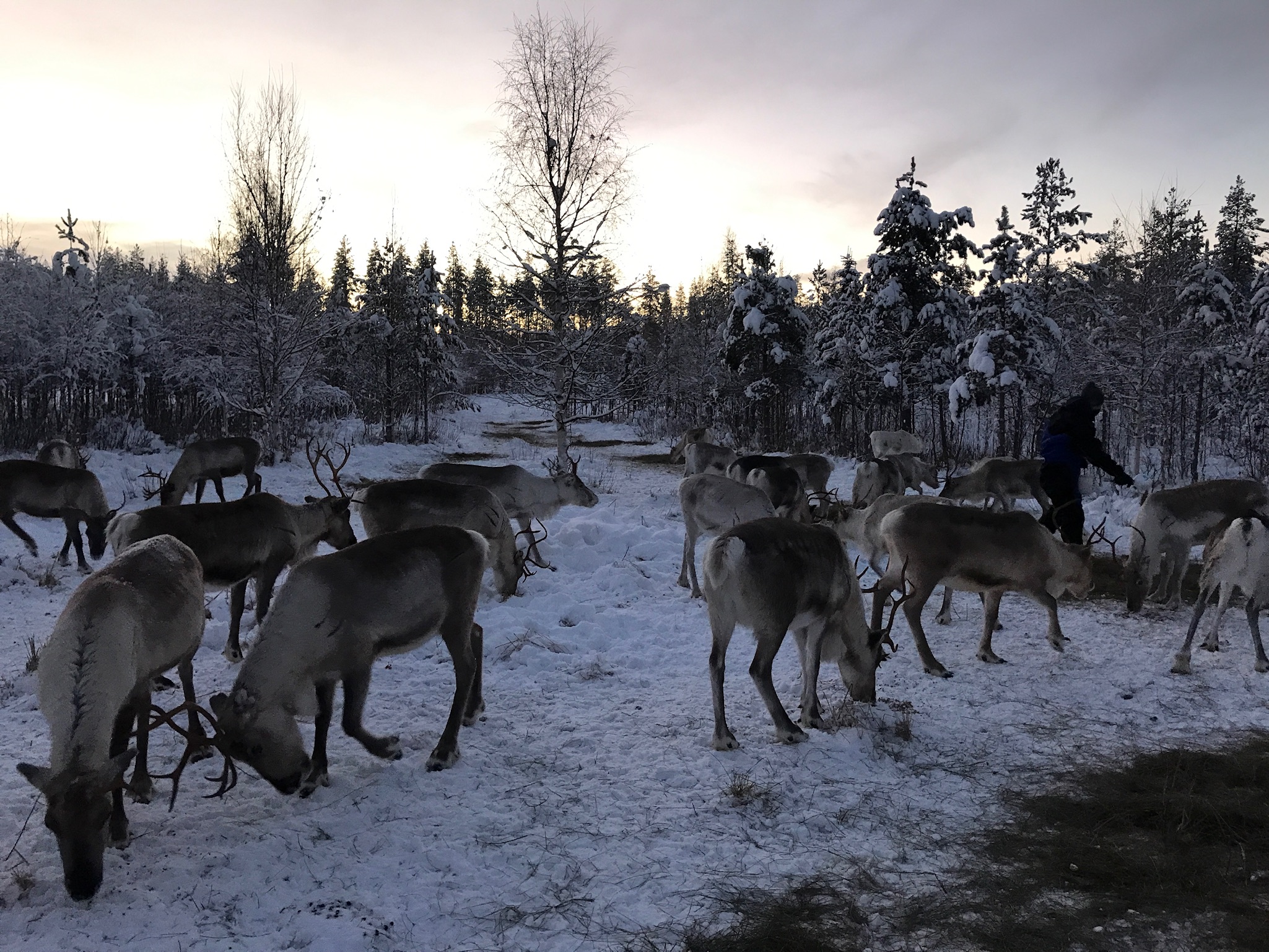 top tips for Lapland - Porohaka Reindeer Farm Rovaniemi Lapland (45)
