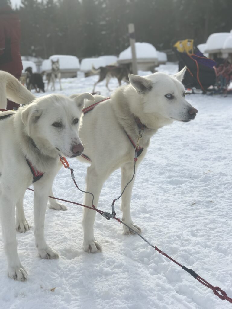 A week skiing in Trysil, Norway with kids