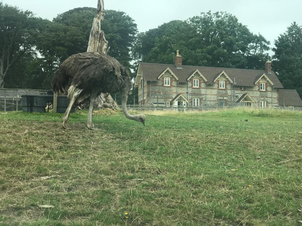 Longleat Safari Park Wiltshire