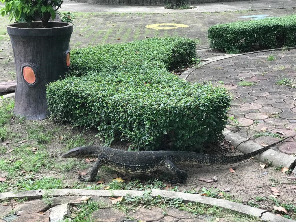 Lumpini Park / Lumphini Park The best things to do in Bangkok with kids (which adults will love too) - Thailand