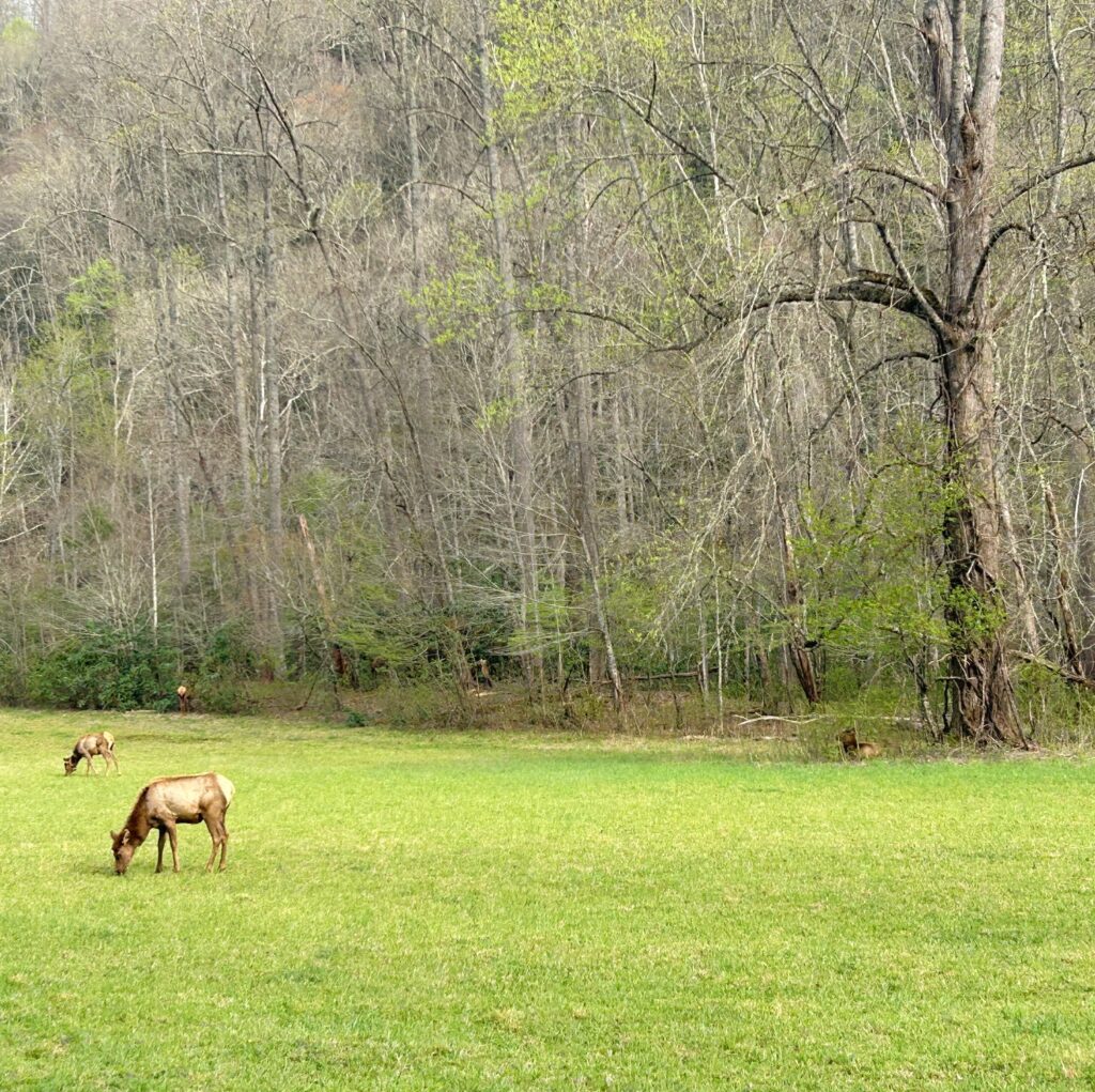 Great Smoky Mountains National Park, North Carolina, USA - Elk