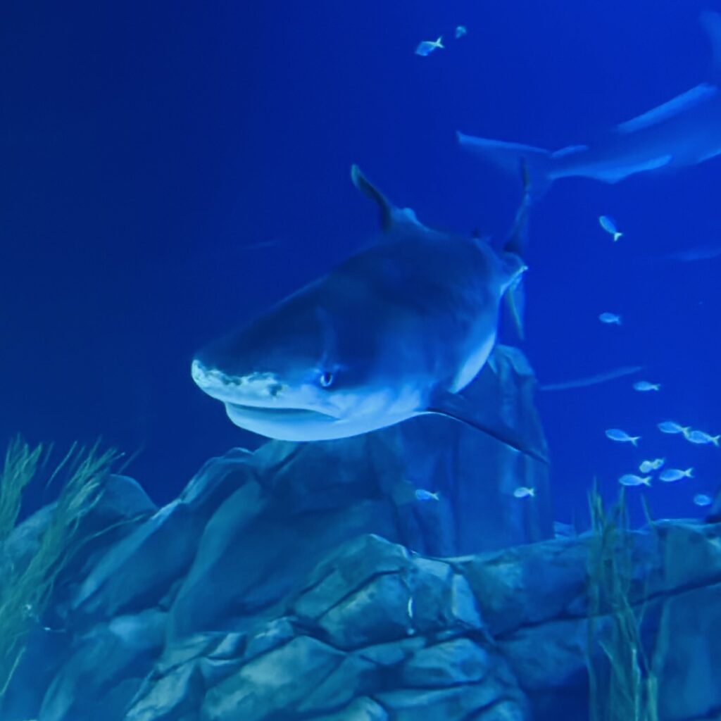 Georgia Aquarium Atlanta